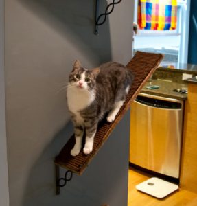 cat spaces modular